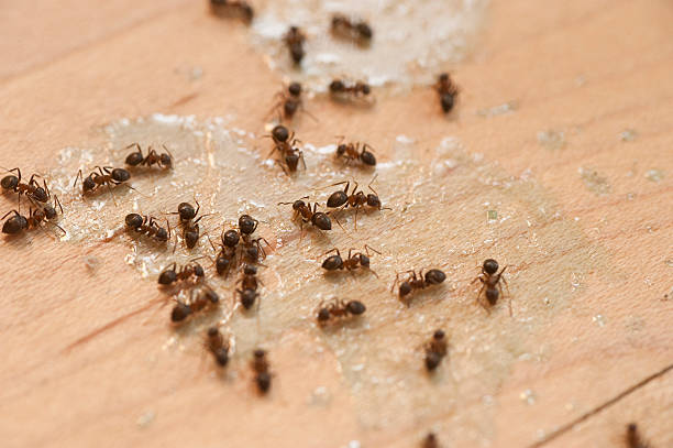 Best Best Pest Control Companies  in Waipio Acres, HI