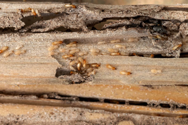 Best Exterminator Services  in Waipio Acres, HI