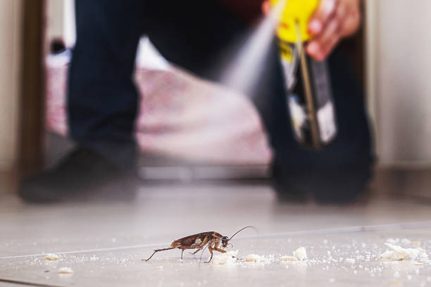 Best Mosquito Control Services  in Waipio Acres, HI