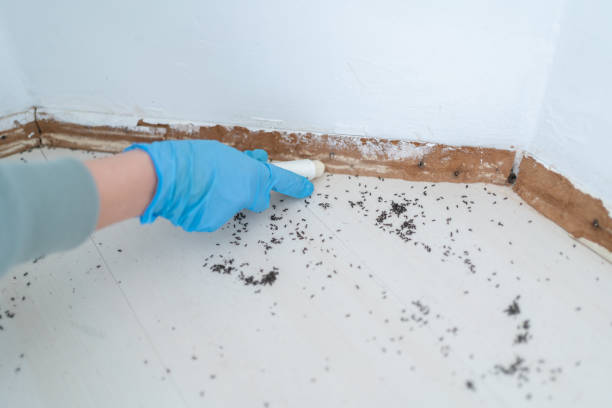 Best Flea Control Services  in Waipio Acres, HI